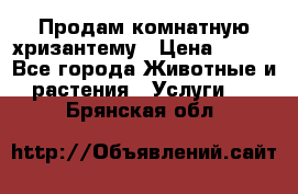 Продам комнатную хризантему › Цена ­ 250 - Все города Животные и растения » Услуги   . Брянская обл.